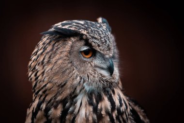 Turuncu gözlü bir baykuş portresi, siyah arkaplan
