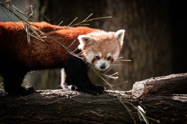  Ağaçtaki hayvanat bahçesinde tatlı kırmızı panda (Ailurus fulgens) dallarla oynuyor.