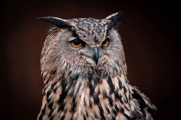 Porträt Einer Eule Mit Orangefarbenen Augen Schwarzem Hintergrund — Stockfoto