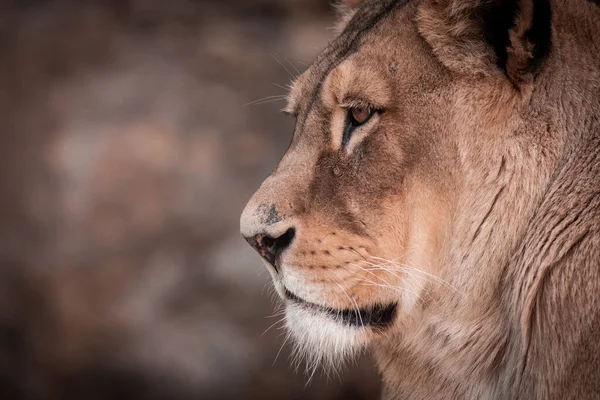 Portret Van Een Prachtige Afrikaanse Mannelijke Leeuw Het Donker Leeuwenkoning — Stockfoto