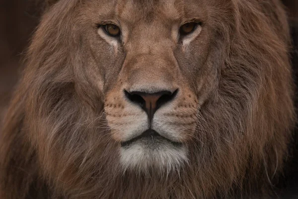 Porträt Eines Schönen Afrikanischen Löwenmännchens Dunkeln König Der Löwen — Stockfoto