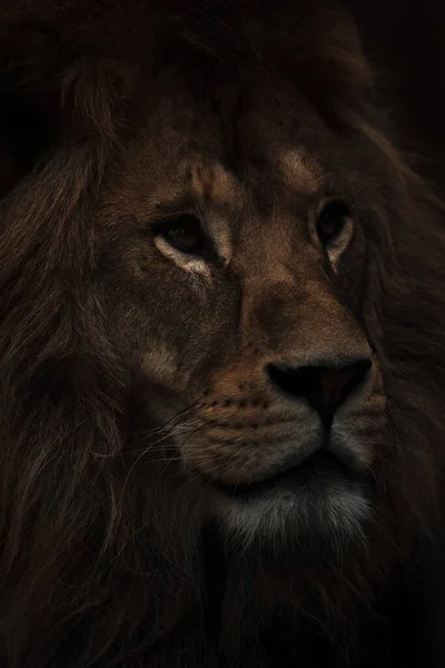 Portret Van Een Prachtige Afrikaanse Mannelijke Leeuw Het Donker Leeuwenkoning — Stockfoto