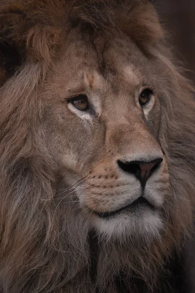 Retrato Belo Leão Macho Africano Escuro Rei Leão — Fotografia de Stock
