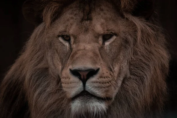 Retrato Belo Leão Macho Africano Escuro Rei Leão — Fotografia de Stock