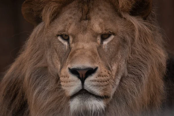 Портрет Красивого Африканского Льва Темноте Льва Короля — стоковое фото