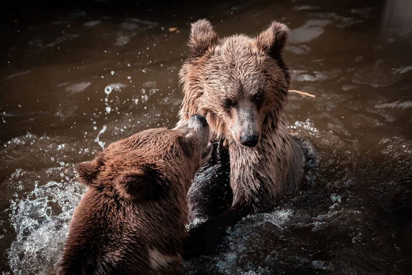  Majestic Brown Bears (Ursus arctos), vahşi doğada yaz günlerinde suda oynarlar, gazete, makale ve Slovakya için kullanışlıdırlar.