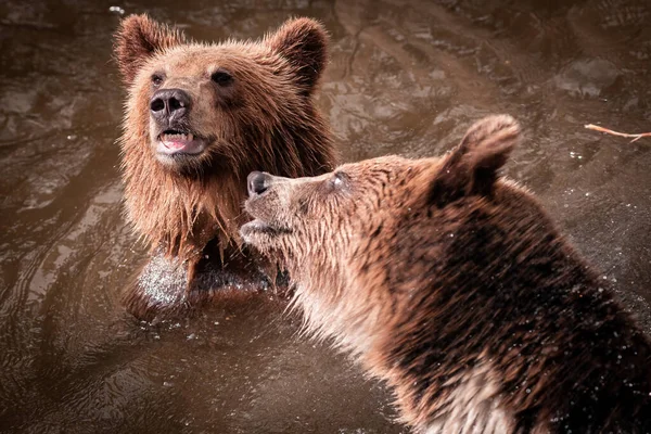 Majestatyczne Niedźwiedzie Brunatne Ursus Arctos Bawią Się Wodzie Letnie Dni — Zdjęcie stockowe