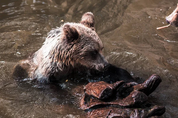 Majestatyczne Niedźwiedzie Brunatne Ursus Arctos Bawią Się Wodzie Letnie Dni — Zdjęcie stockowe