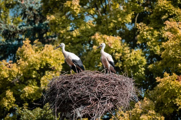 Nest Storks High Ground Slovakia — Stock Photo, Image