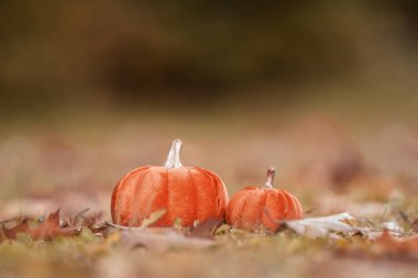 Yaprakların yanındaki çimlerde turuncu balkabakları, sonbahar renkleri, Eylül.