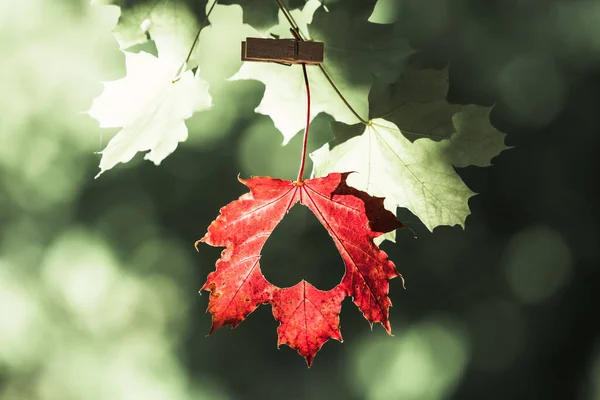 Blätter Hängen Einem Baum Mit Herz Herbststimmung Farbenfroher September — Stockfoto