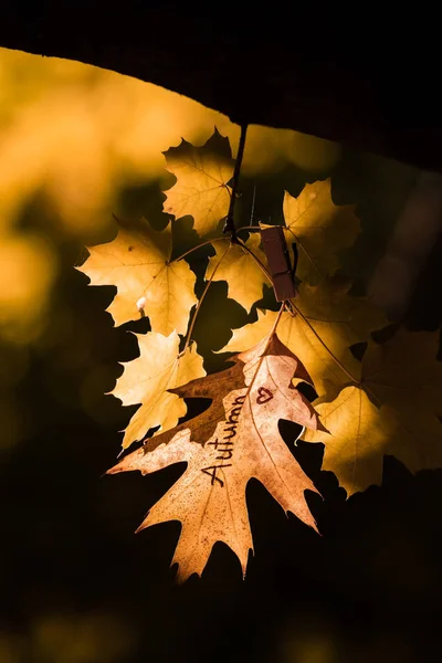 Ahoj Podzim List Nápisem Krásné Podzimní Barvy — Stock fotografie