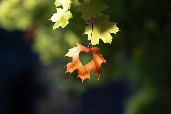 Leaf hanging from a tree with a heart, autumn vibe, colorful september