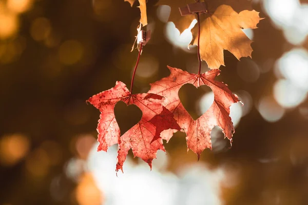 Hallo Herbst Hängende Blätter Mit Herzen Einem Warmen Herbstabend September — Stockfoto