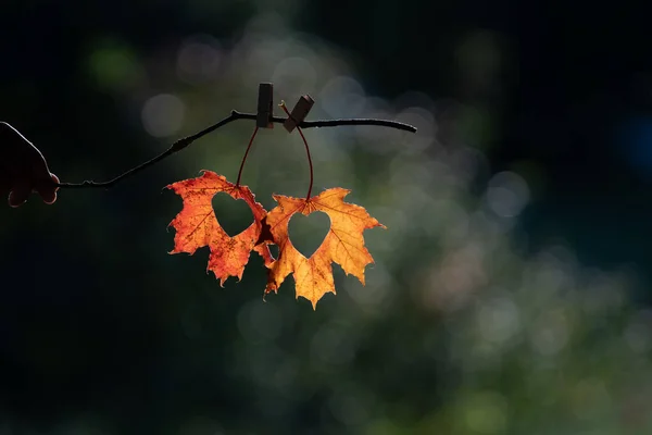 Ahoj Podzim Visící Listy Srdcem Během Teplého Podzimního Večera Září — Stock fotografie