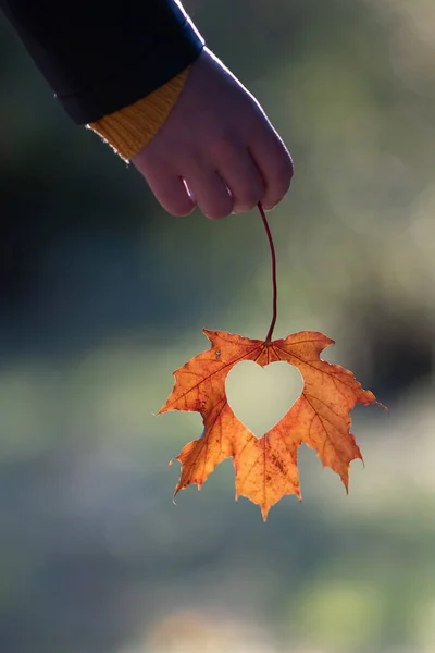 Dívka Drží Ruce List Srdcem Během Krásného Teplého Podzimního Večera — Stock fotografie
