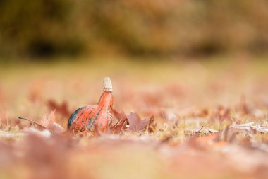 Yaprakların yanındaki çimlerde turuncu balkabakları, sonbahar renkleri, Eylül.