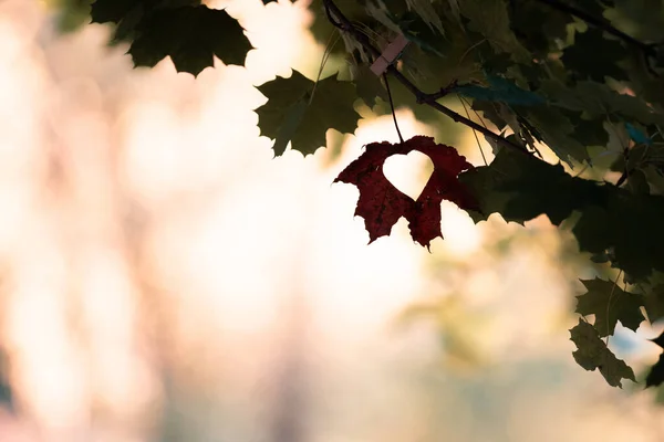 Hallo Herfst Opknoping Bladeren Met Harten Tijdens Warme Herfst Avond — Stockfoto