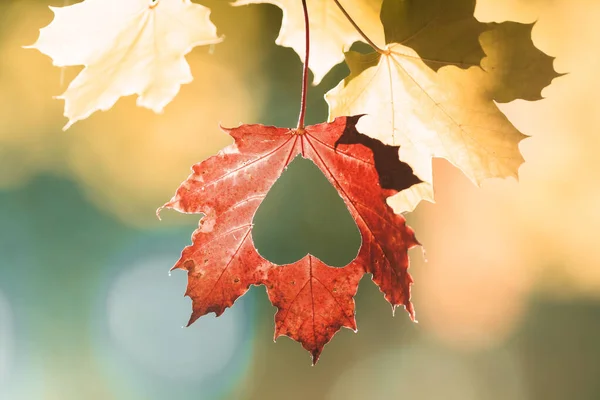 Hallo Herbst Hängende Blätter Mit Herzen Einem Warmen Herbstabend September — Stockfoto