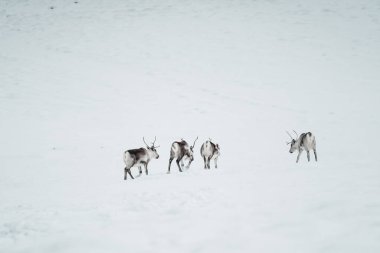 Yaban ve donmuş doğada, İzlanda ve karla çevrili bir grup ren geyiği.