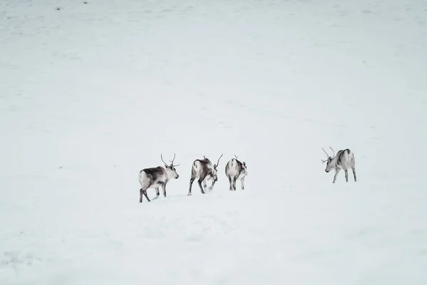 Grupo Renas Natureza Selvagem Congelada Rodeado Neve Islândia — Fotografia de Stock