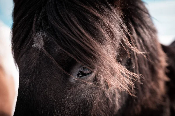 Horses Winter Iceland Beautiful Wild Horses Amazing View Cold Atmosphere — Stock Photo, Image