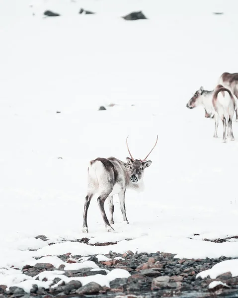 Grupa Reniferów Dzikiej Zamarzniętej Przyrodzie Otoczona Śniegiem Islandia — Zdjęcie stockowe