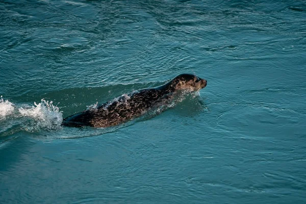 Foca Está Nadando Agua Durante Invierno Islandia —  Fotos de Stock