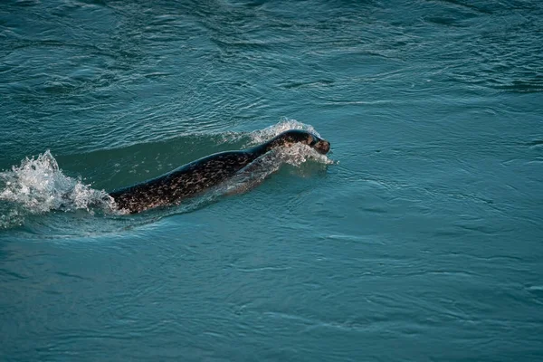 Seal Está Nadando Água Durante Inverno Islândia — Fotografia de Stock
