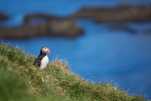 Puffin Fratercula Nejkrásnější Pták Islandu Zavřít Pohled Divoká Příroda Fotografie — Stock fotografie