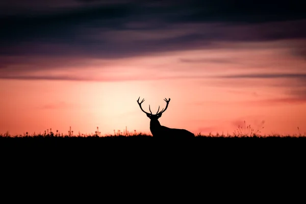 Ciervo Rojo Salvaje Cervus Elaphus Durante Puesta Sol Roja Sangrienta — Foto de Stock