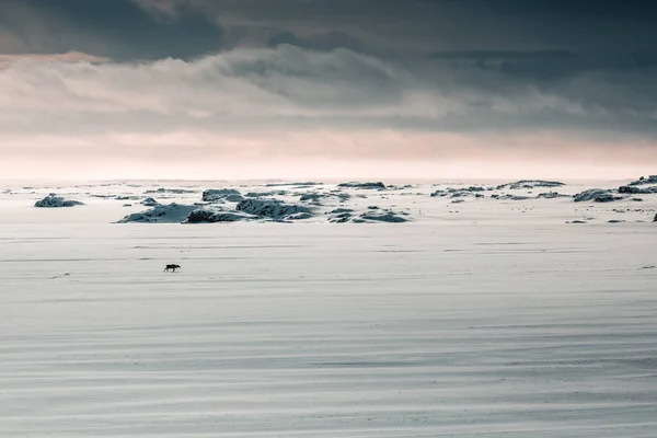 Reindeer Polar Snowy Place Iceland — Stock Photo, Image