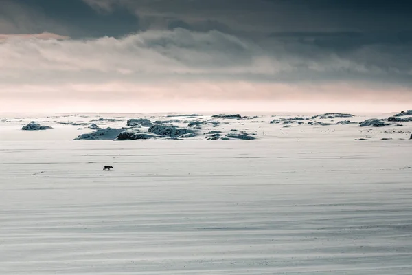 Des Rennes Dans Neige Polaire Islande — Photo