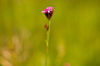 Yeşil arka planı olan güzel bahar çiçekleri