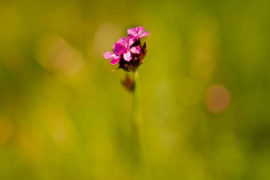 Yeşil arka planı olan güzel bahar çiçekleri