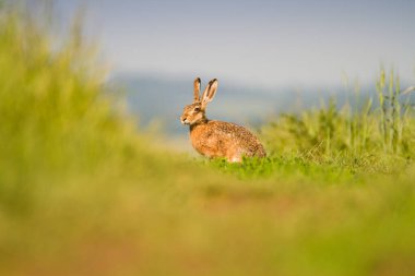 Baharda tavşan / tavşan / tavşan vahşi doğa, yakın görüş, yeşil çimen arka plan, av dergileri veya makaleler için kullanışlı
