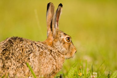 Baharda tavşan / tavşan / tavşan vahşi doğa, yakın görüş, yeşil çimen arka plan, av dergileri veya makaleler için kullanışlı