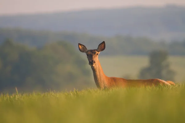 Female Red Deer Spring Wildlife Nature Slovakia — Stock Photo, Image