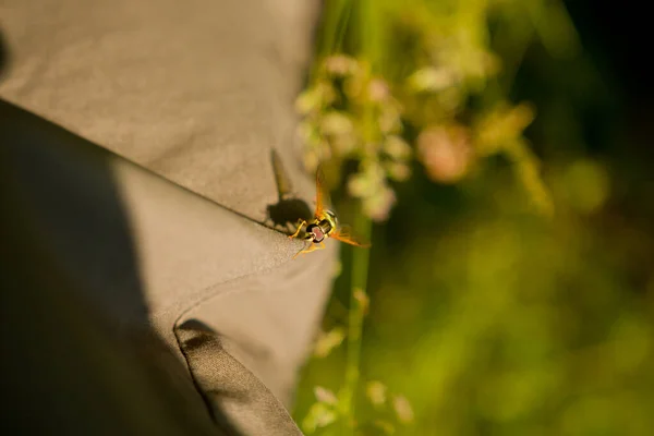 野生の自然の中でズボンに蜂 — ストック写真