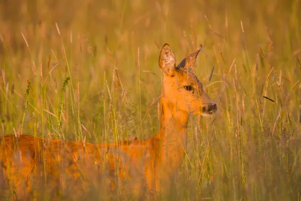 Femelle Chevreuil Dans Herbe Haute Par Temps Été Dans Lumière — Photo