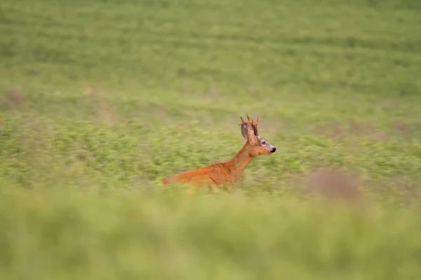 Running Roe Deer Male Wild Nature Eslovaquia —  Fotos de Stock