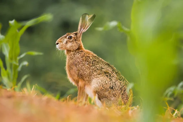 Conejo Liebre Conejo Naturaleza Salvaje Primavera Vista Cerca Fondo Hierba — Foto de Stock