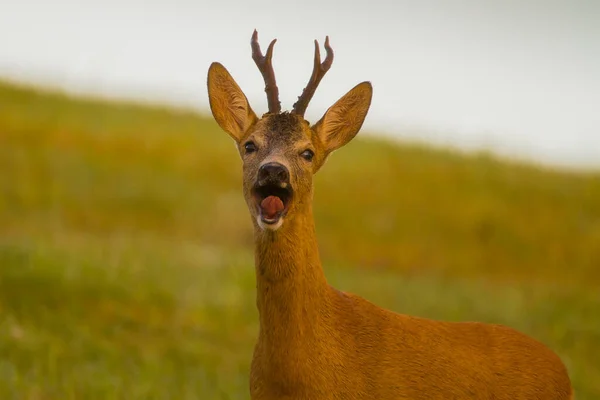 Roe Deer Rut Wildlife Nature Spring Summer Slovakia — Stock Photo, Image