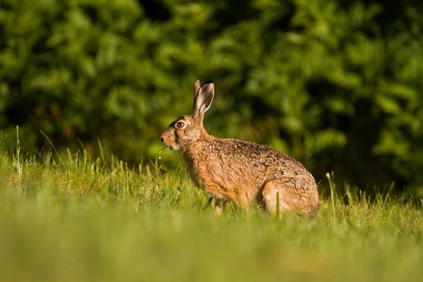 Kanin Hare Kanin Våren Vild Natur Närbild Grönt Gräs Bakgrund — Stockfoto