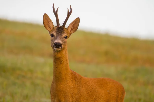 Roe Deer Rut Wildlife Nature Spring Summer Slovakia — Stock Photo, Image