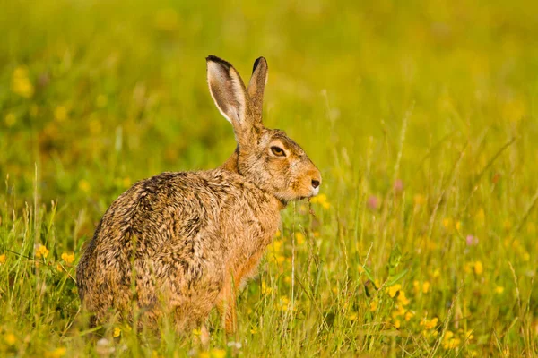 Kanin Hare Kanin Våren Vild Natur Närbild Grönt Gräs Bakgrund — Stockfoto