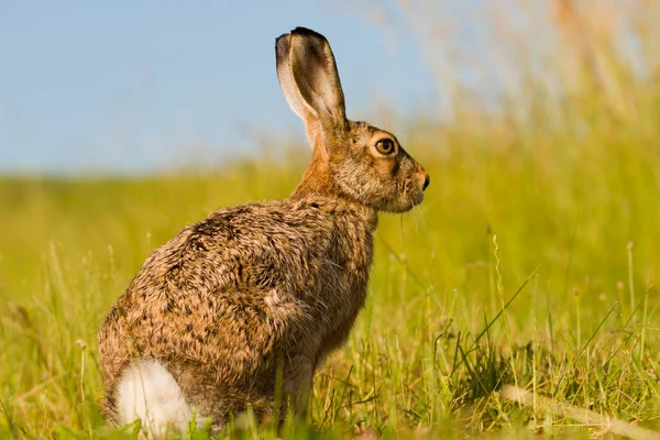 Nyúl Hare Nyuszi Tavasszal Vad Természet Közelkép Zöld Háttér Hasznos — Stock Fotó