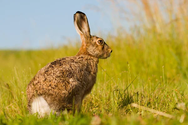 Kanin Hare Kanin Våren Vild Natur Närbild Grönt Gräs Bakgrund — Stockfoto