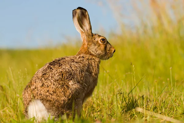 Kanin Hare Kanin Våren Vild Natur Närbild Grönt Gräs Bakgrund — Stockfoto