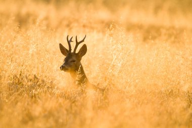 Altın saatinde roe geyiği - Destansı manzara, vahşi yaşam, Slovakya 